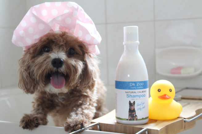 Dog with dry skin in winter — tips to protect your dog's coat and paws in cold weather