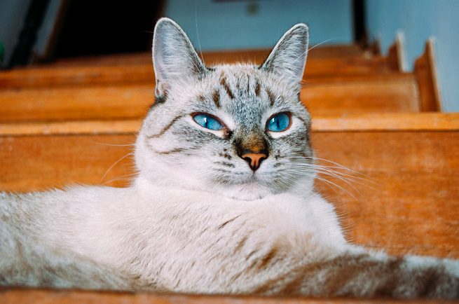 Australian Mist cat breed — friendly spotted cat developed in Australia