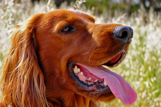 Irish Setter — dog breed guide Australia