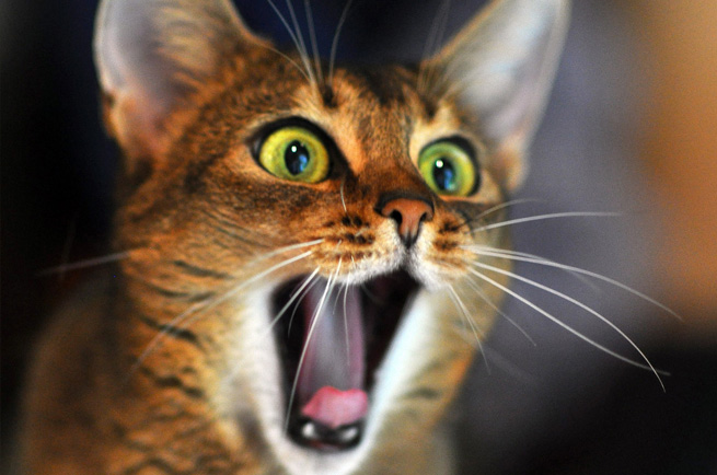 Abyssinian cat breed — active, intelligent short-haired cat from Ethiopia