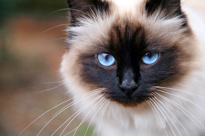 Birman cat breed — Sacred Cat of Burma with distinctive white gloves on paws