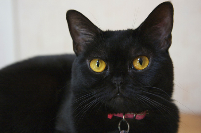 Bombay cat breed — jet-black mini panther with golden eyes