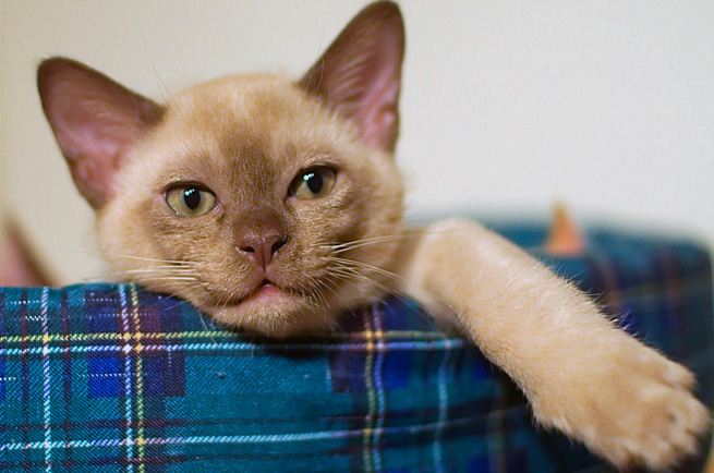 Burmese cat breed — affectionate, people-loving cat with silky coat