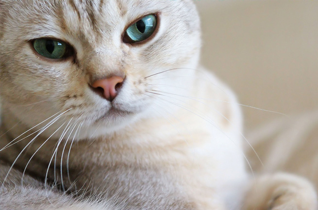 Burmilla cat breed — shimmering silver-tipped coat, Burmese-Chinchilla cross