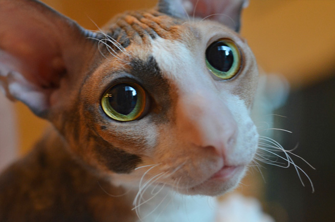 Cornish Rex cat breed — curly wavy coat, large bat ears, acrobatic personality