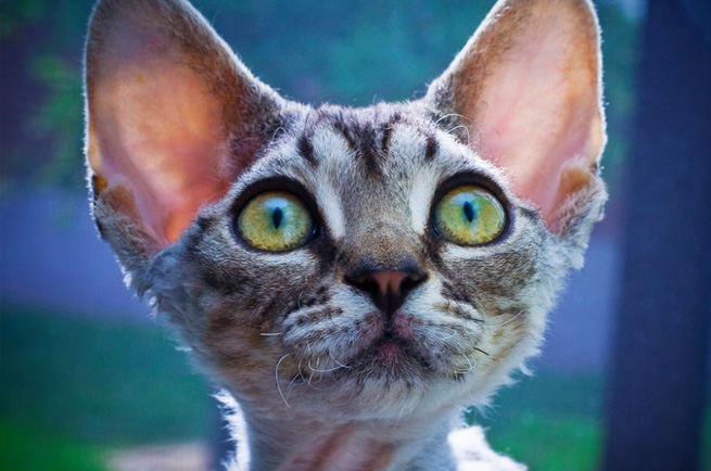 Devon Rex cat breed — pixie-like curly-coated poodle cat from Devon England