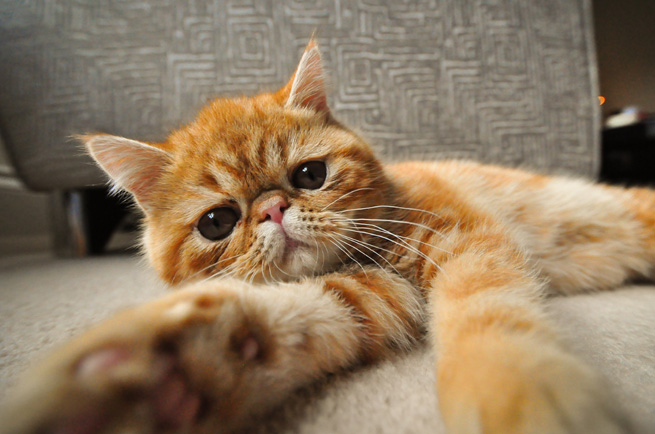 Exotic Shorthair cat breed — short-haired Persian, lazy man's Persian, flat-faced