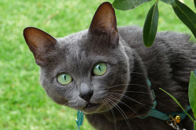 Korat cat breed — rare silver-blue Thai good luck cat, one of oldest breeds