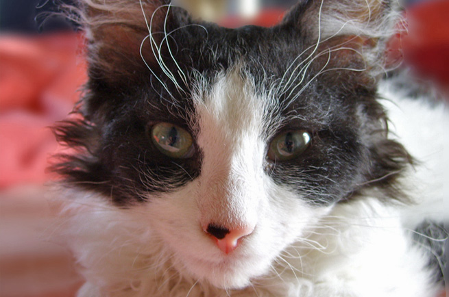 LaPerm cat breed — curly-coated cat from Oregon, active and affectionate