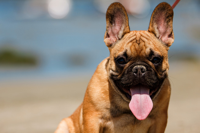 French Bulldog — dog breed guide Australia