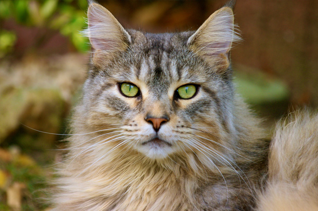 Maine Coon cat breed — largest domestic cat breed, gentle giant
