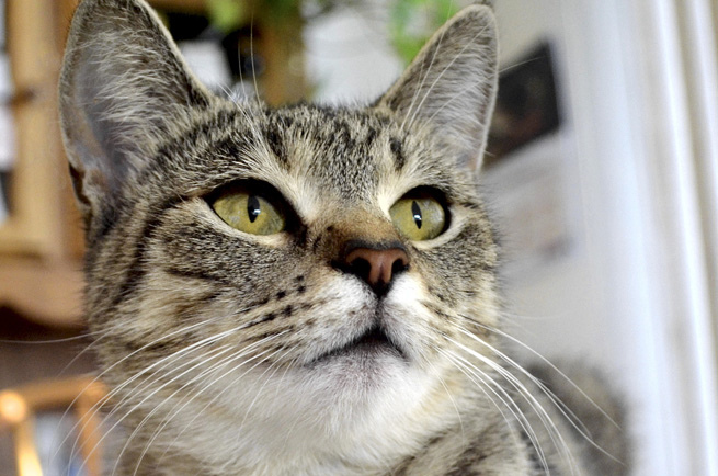 Manx cat breed — tailless cat from the Isle of Man, round and robust