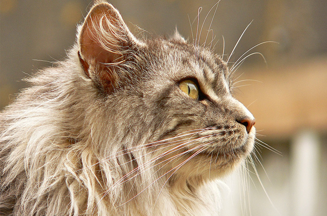 Norwegian Forest Cat breed — large, fluffy cold-weather cat from Scandinavia