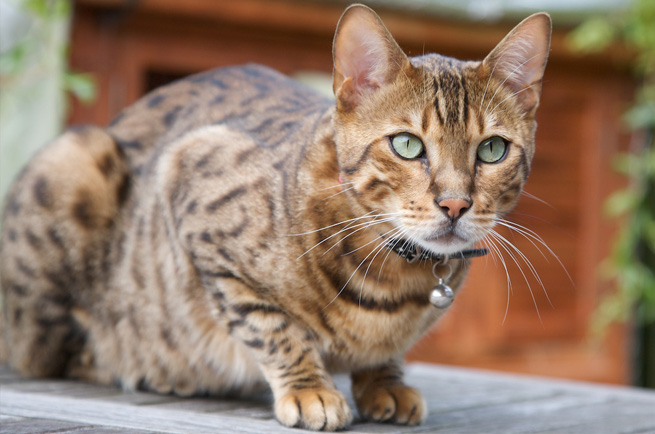 Ocicat breed — wild-spotted domestic cat, trained like a dog, energetic