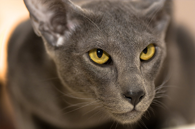 Oriental Shorthair cat breed — 300+ colours, vocal and people-oriented
