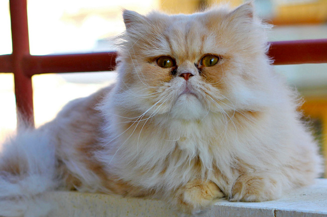 Persian Longhair cat breed — glamorous flat-faced cat with flowing coat