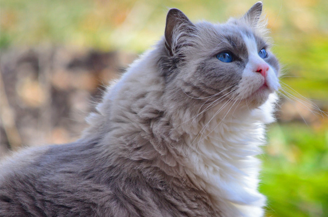 Ragdoll cat breed — large, docile blue-eyed cat that goes limp when held