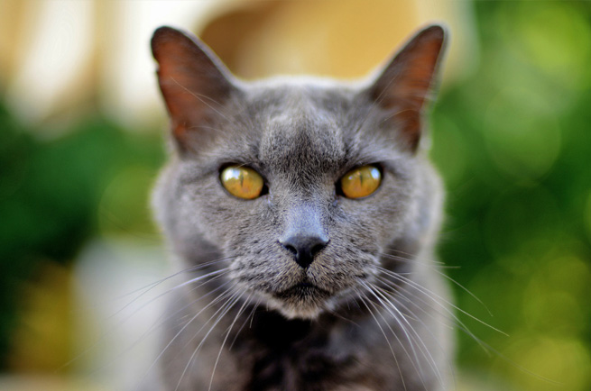 Russian Blue cat breed — elegant silver-blue cat with green eyes from Russia