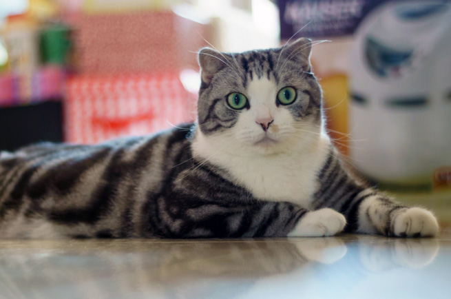 Scottish Fold cat breed — distinctive folded ears, medium-sized gentle cat