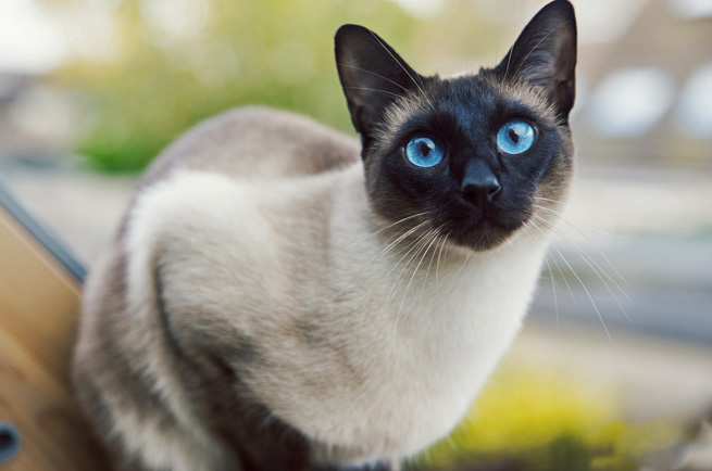 Siamese cat breed — vocal, elegant pointed cat from Thailand, one of oldest breeds