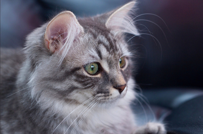 Siberian Forest Cat breed — Russia's national cat, triple-layered coat