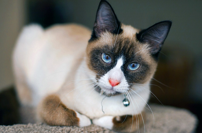 Snowshoe cat breed — Siamese with white boots, bright blue eyes