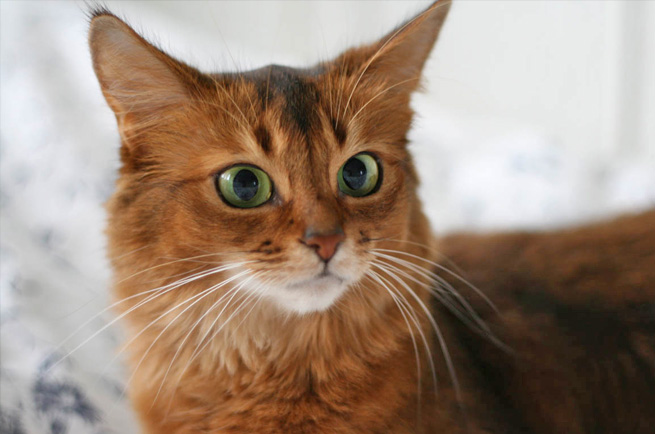 Somali cat breed — longhaired Abyssinian with fox tail, energetic and curious