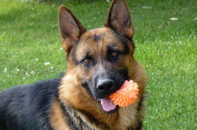 German Shepherd — dog breed guide Australia