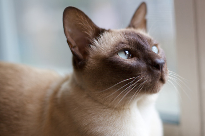 Tonkinese cat breed — playful Siamese-Burmese cross with aqua eyes