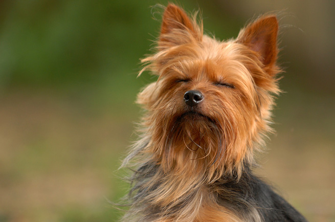 Yorkshire Terrier — dog breed guide Australia
