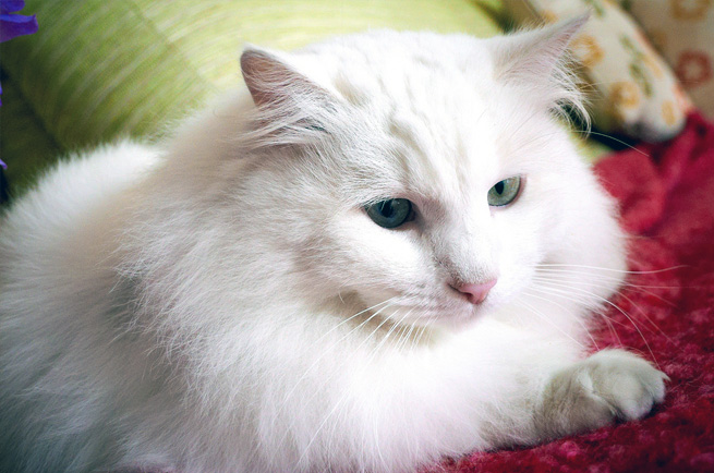 Turkish Angora cat breed — one of the oldest longhaired breeds, athletic and elegant