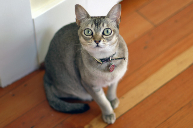 Singapura cat breed — world's smallest cat, huge eyes and ears, Singapore drain cat