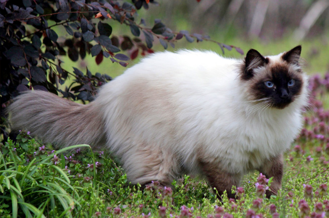 Balinese cat breed — long-haired Siamese relative, low-shedding and talkative