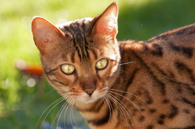 Bengal cat breed — exotic spotted cat with wild leopard-like markings