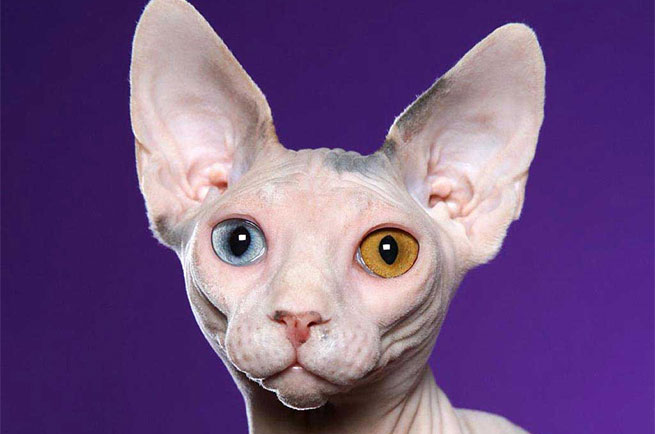Sphynx cat breed — hairless, wrinkled cat known as the suede hot water bottle