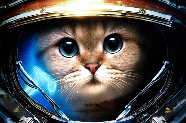 Cool cat facts — fascinating and surprising facts about cats for cat lovers Australia