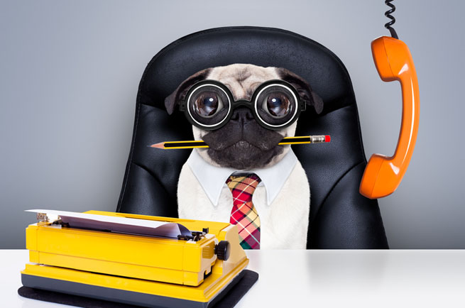 Office dog at work — friendly dog relaxing in modern Australian office environment