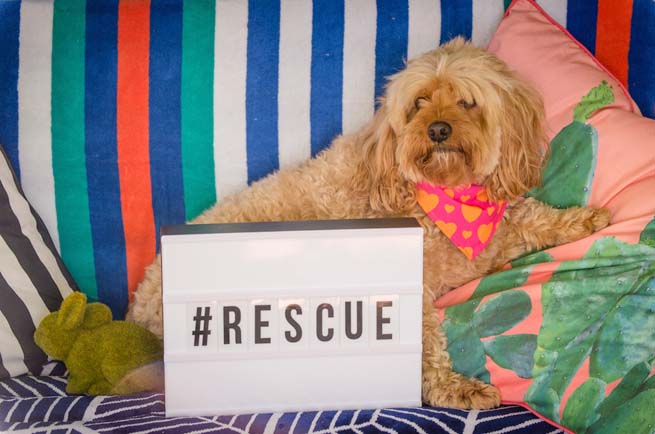 Pet adoption Australia — rescue dogs and cats waiting for their forever home in Australian shelters
