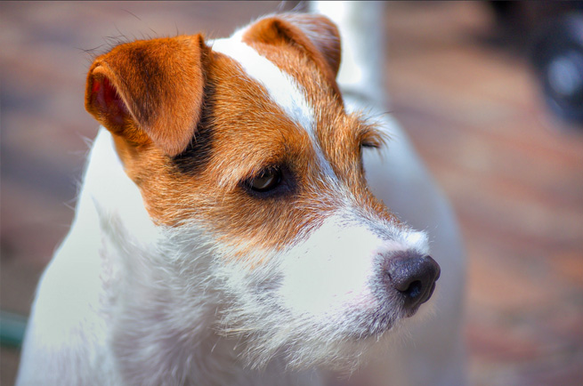 Parson Russell Terrier — dog breed guide Australia
