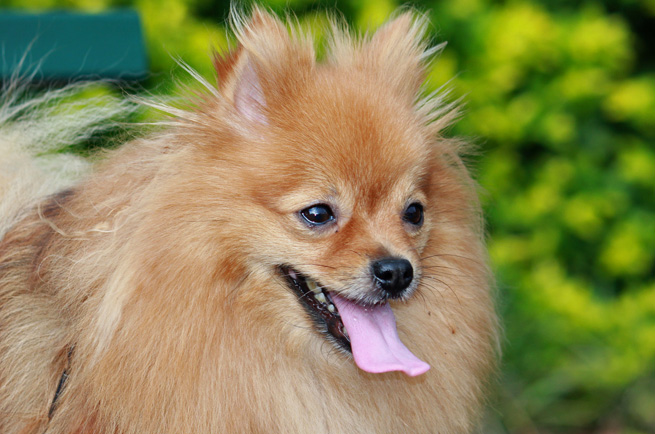 Pomeranian — dog breed guide Australia