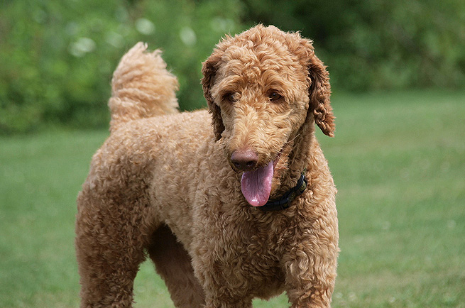 Standard Poodle — dog breed guide Australia