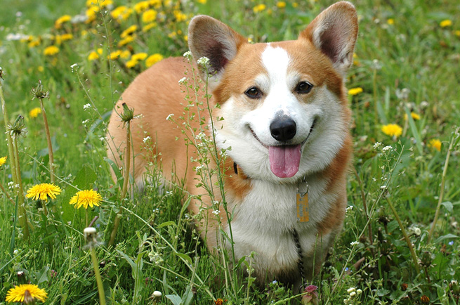 Welsh Corgi (Pembroke) — dog breed guide Australia