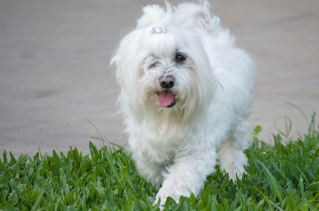 Maltese — dog breed guide Australia