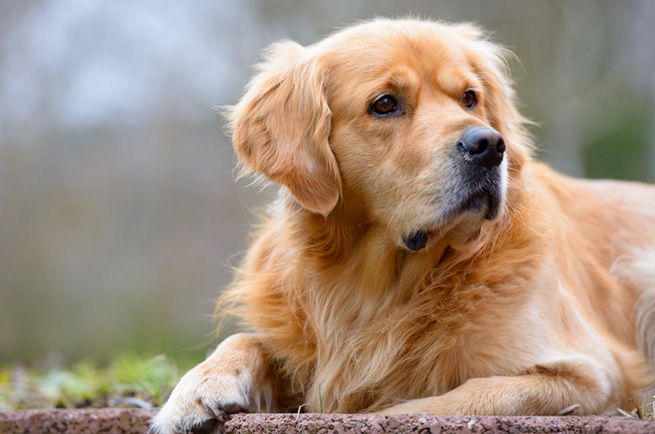 Golden Retriever — affectionate, intelligent family dog, great with children