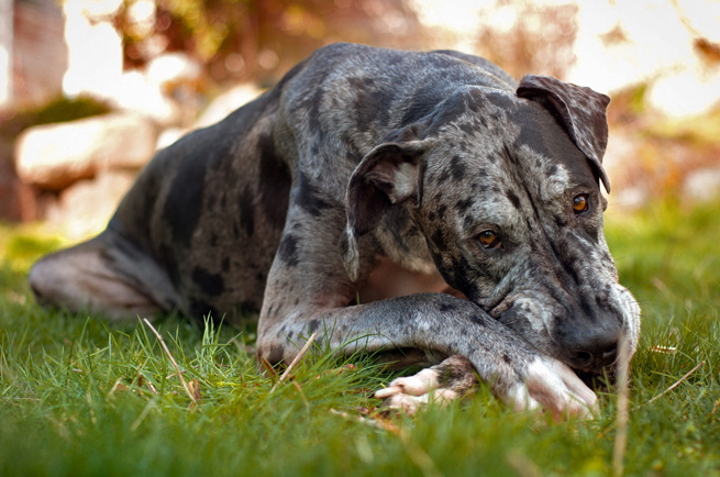 Great Dane — dog breed guide Australia