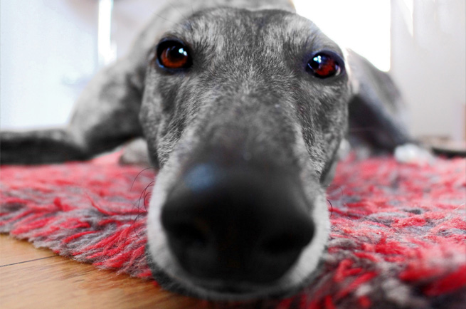 Greyhound — dog breed guide Australia
