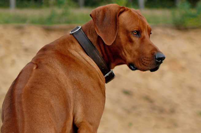 Rhodesian Ridgeback — dog breed guide Australia