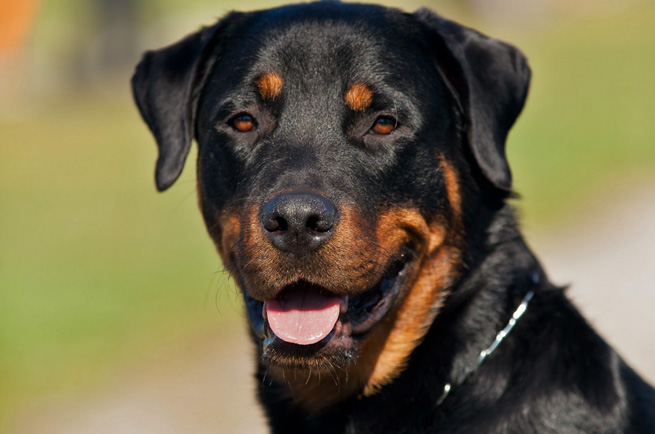Rottweiler — dog breed guide Australia