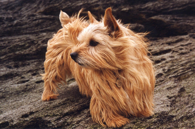 Norwich Terrier — dog breed guide Australia
