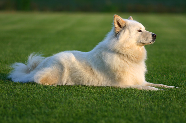 Samoyed — dog breed guide Australia